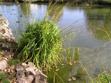 How do I make a wildlife pond? - Merebrook Pond Plants