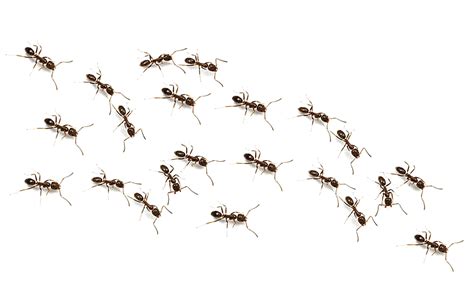 ants PNG transparent image download, size: 1128x680px