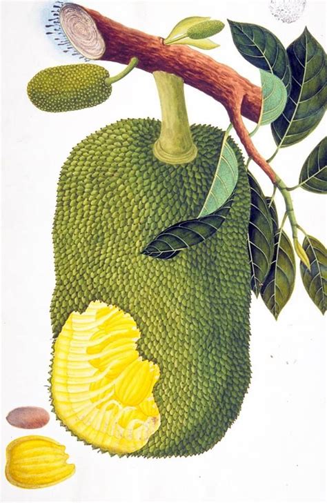 Jackfruit from the William Farquhar Collection of Natural History ...