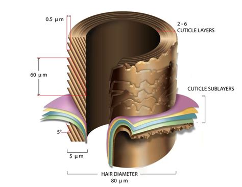 The Structure of Hair - Part 1: The Cuticle