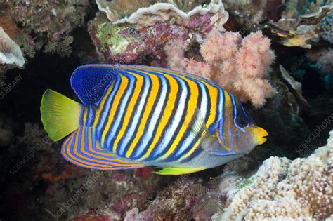 Regal Angelfish - Stock Image - C031/8127 - Science Photo Library