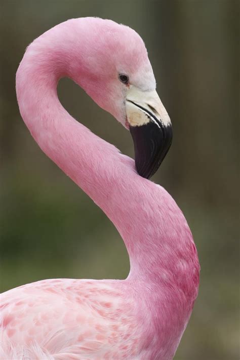 82 best images about Littlethingz.be Loves flamingo's on Pinterest ... | Flamingo, Pink animals ...