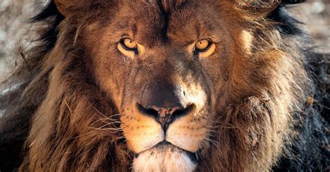 Seven Times Bigger Than A Lion, One Of The Biggest Predators In The ...