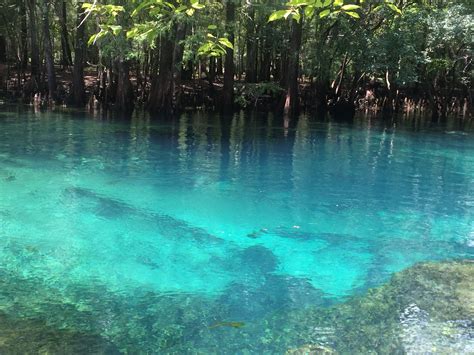 Manatee Springs with Rubin and Gerald 2016. | Vacation trips, Places to go, Places in florida