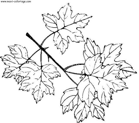 Dessiner Une Feuille De Vigne - Feuille De Vigne Vectoriel Gratuit 81 Telechargements Gratuits