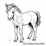 Miniature Horse Coloring Pages  Free & Printable sketch template