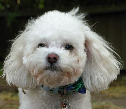 What Should You Expect From A Bichon Frise Poodle Mix?