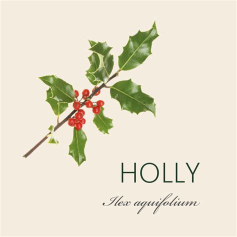 Holly Tree Meaning | Tree Symbolism | The Present Tree