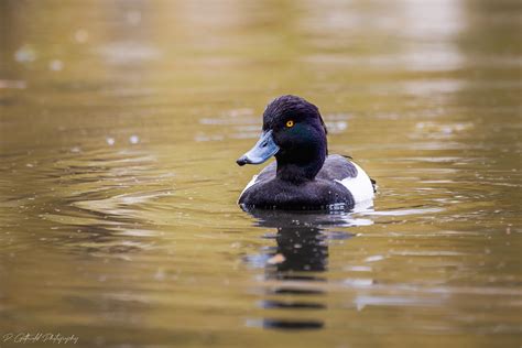 male tufted duck by PatricksWorld on DeviantArt