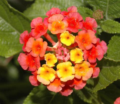 Lantana camara (Verbenaceae) image 31009 at PlantSystematics.org