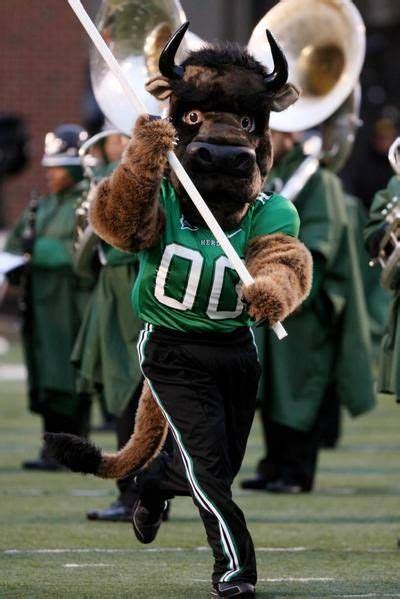 Marshall University Thundering Herd -costume mascot - Marco the Buffalo College Team, College ...