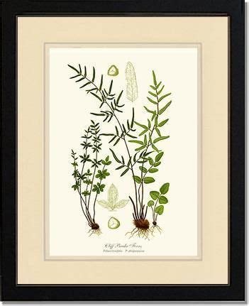 Cliff Brake Ferns | Lovers art, Art prints, Prints