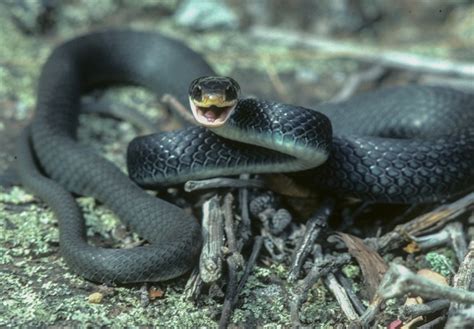 Black Rat Snake Facts and Pictures | Reptile Fact