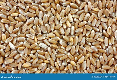 Organic Hard Red Winter Wheat Stock Images - Image: 10325934