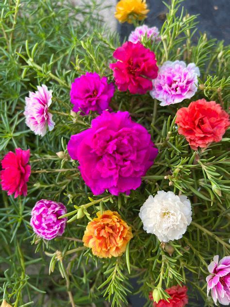 Portulaca grandiflora, this is the largest flower of this variety. 5 cuts of 7 inches each or ...