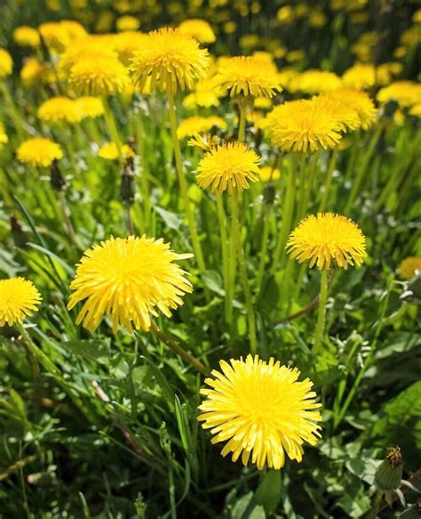 Weed of the Month Series: Dandelions - Organo-Lawn