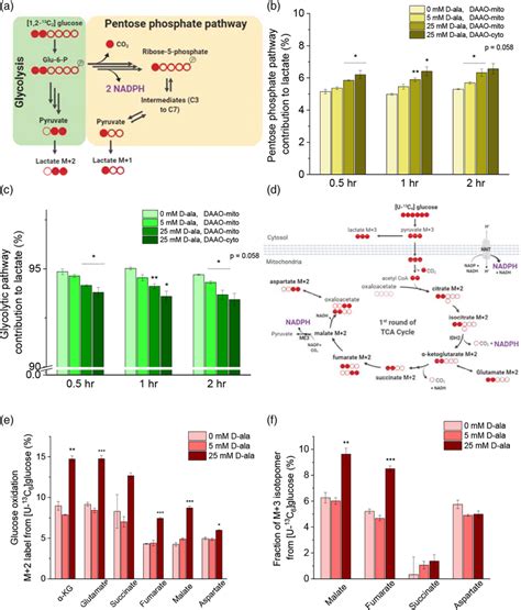 Mitochondrial oxidative stress increases fluxes through pentose... | Download Scientific Diagram