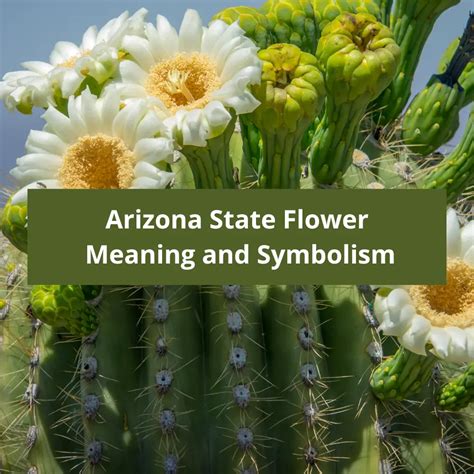 Arizona State Flower: Saguaro Cactus Blossom, Meaning and Symbolism