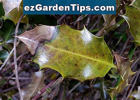 Holly Bush Leaf Disease 🌱 Sfaturi Grădinari - Ro.ezGardenTips.com