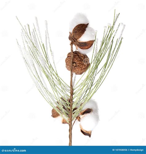 Christmas tree branch stock photo. Image of needle, beautiful - 107058056