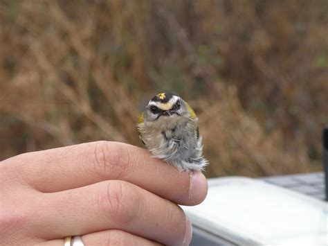 Common Firecrest Bird Wallpaper | Small birds, Bird, Beautiful birds