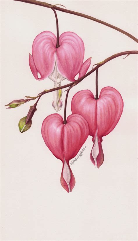 Eunike Nugroho: Dicentra - The Bleeding Heart