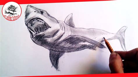 how to draw a shark realistic - Valentine Roderick