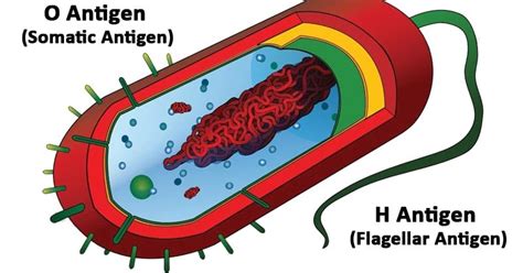 O antigen and H antigen- Definition and 21 Key Differences