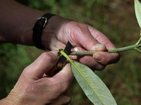 Burncoose Nurseries | July Propagation Notes