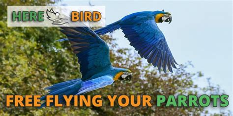 Free Flight Parrot Training: Guide & Dangers For Your Bird