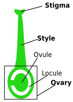 Carpels in Flowers & Plants | Definition, Function & Parts - Lesson | Study.com