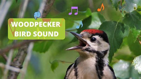 What does a WOODPECKER sound like?🐦 | Forest Adventure🌲| Theme-Based Learning for Kids📚 - YouTube