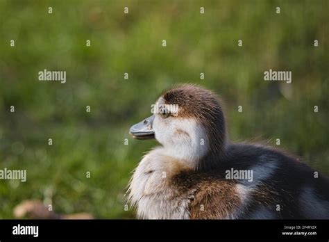 Egyptian goose baby hi-res stock photography and images - Alamy