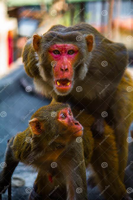 Mating stock photo. Image of monkey, angry, mating, guwahati - 139166366