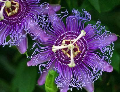 Purple Maypop Passion Flower Vine (Passiflora Incarnata), Florida ...