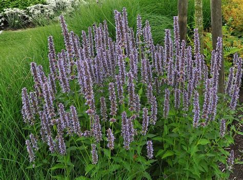 Agastache 'Blue Fortune' Hybride A.foeniculum x A.rugosa, blooms from ...