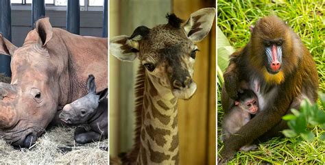 Must-see Adorable Animals Recently Born at Disney’s Animal Kingdom - D23