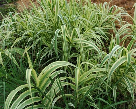 Giant Reed (Arundo donax) - Tualatin Soil and Water Conservation District