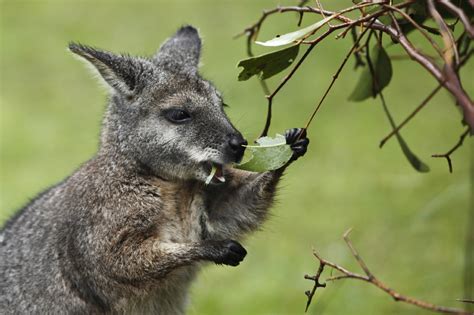 France: Mob of Australian wallabies thriving in Paris forest 40 years after zoo-break