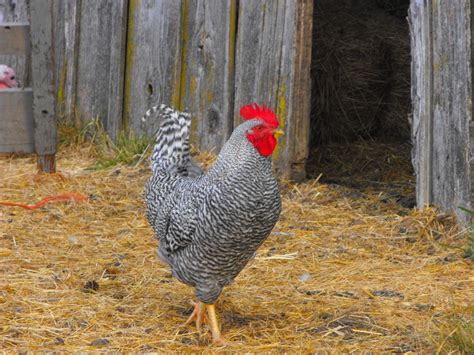 plymouth barred rock rooster - Google Search | Barred rock rooster, Barred rocks, Rooster