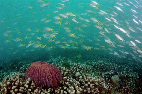 Tropical Fish Shoal Photograph by Scubazoo/science Photo Library - Fine ...