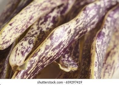 27 Dragon's Tongue Beans Images, Stock Photos & Vectors | Shutterstock