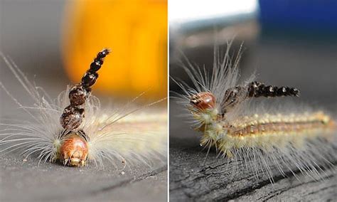 Australian caterpillar constructs a weapon in its head from shedded skulls to fight predators