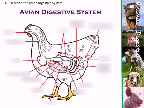 Avian Digestive System Diagram | Quizlet