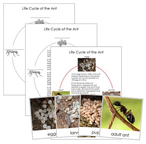 Ant Life Cycle Nomenclature Cards - Montessori Print Shop