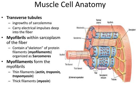 Anatomy Of Muscle Cell - Anatomical Charts & Posters