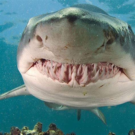 Sand tiger sharks : r/sharks