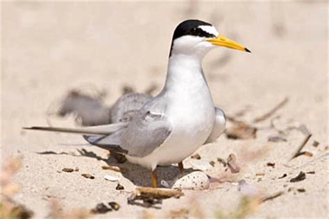 Least Tern Nesting Colony | kiwifoto.com