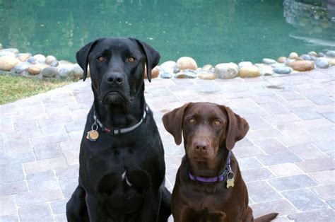 Black Mastador (Labrador/Mastiff Hybrid) with an American Chocolate ...