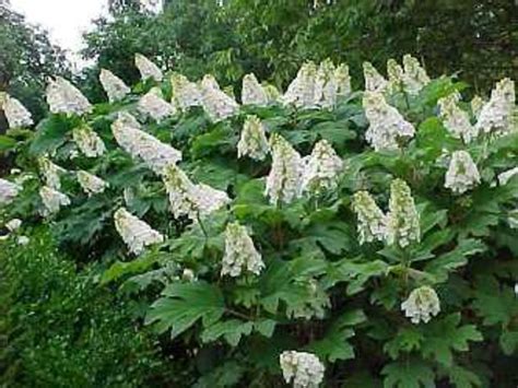 Plants We Love: Oakleaf Hydrangea Varieties - Horticulture